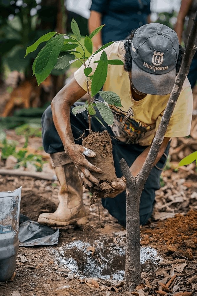 A farmer in a cap placing a young tree with its root ball into the ground